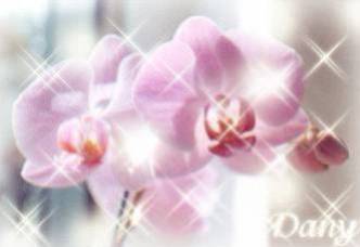 cette fleur pour toi tarik